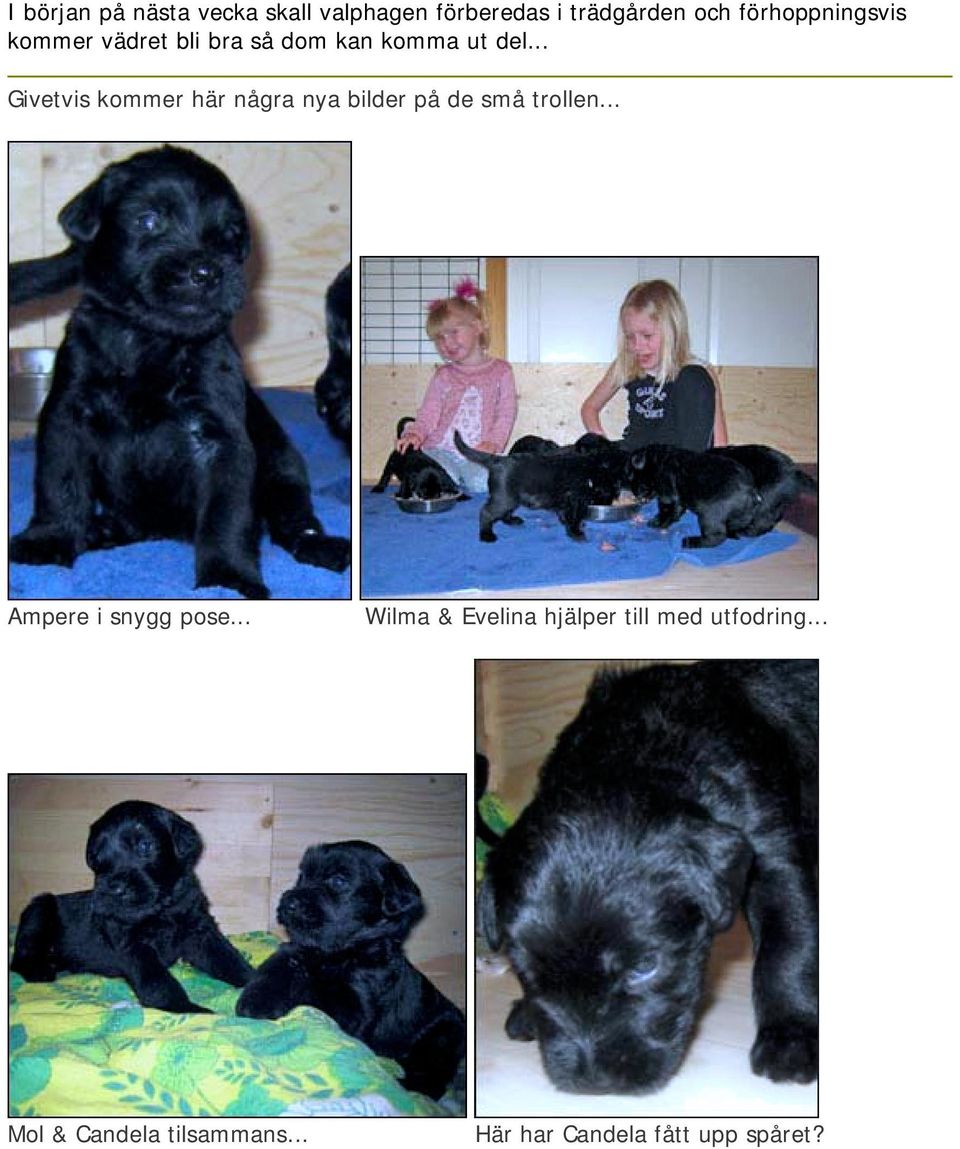 .. Givetvis kommer här några nya bilder på de små trollen... Ampere i snygg pose.