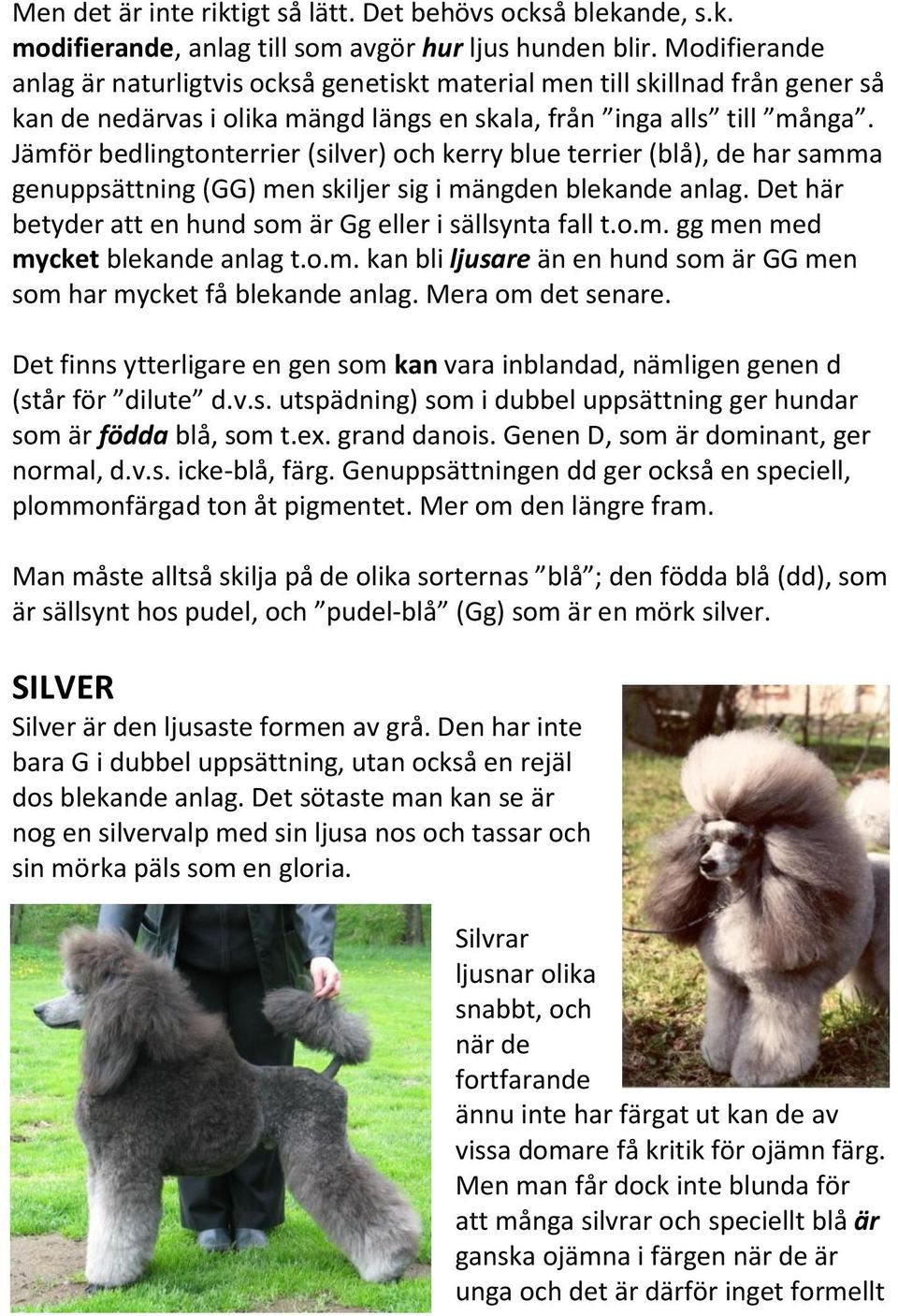 Jämför bedlingtonterrier (silver) och kerry blue terrier (blå), de har samma genuppsättning (GG) men skiljer sig i mängden blekande anlag.