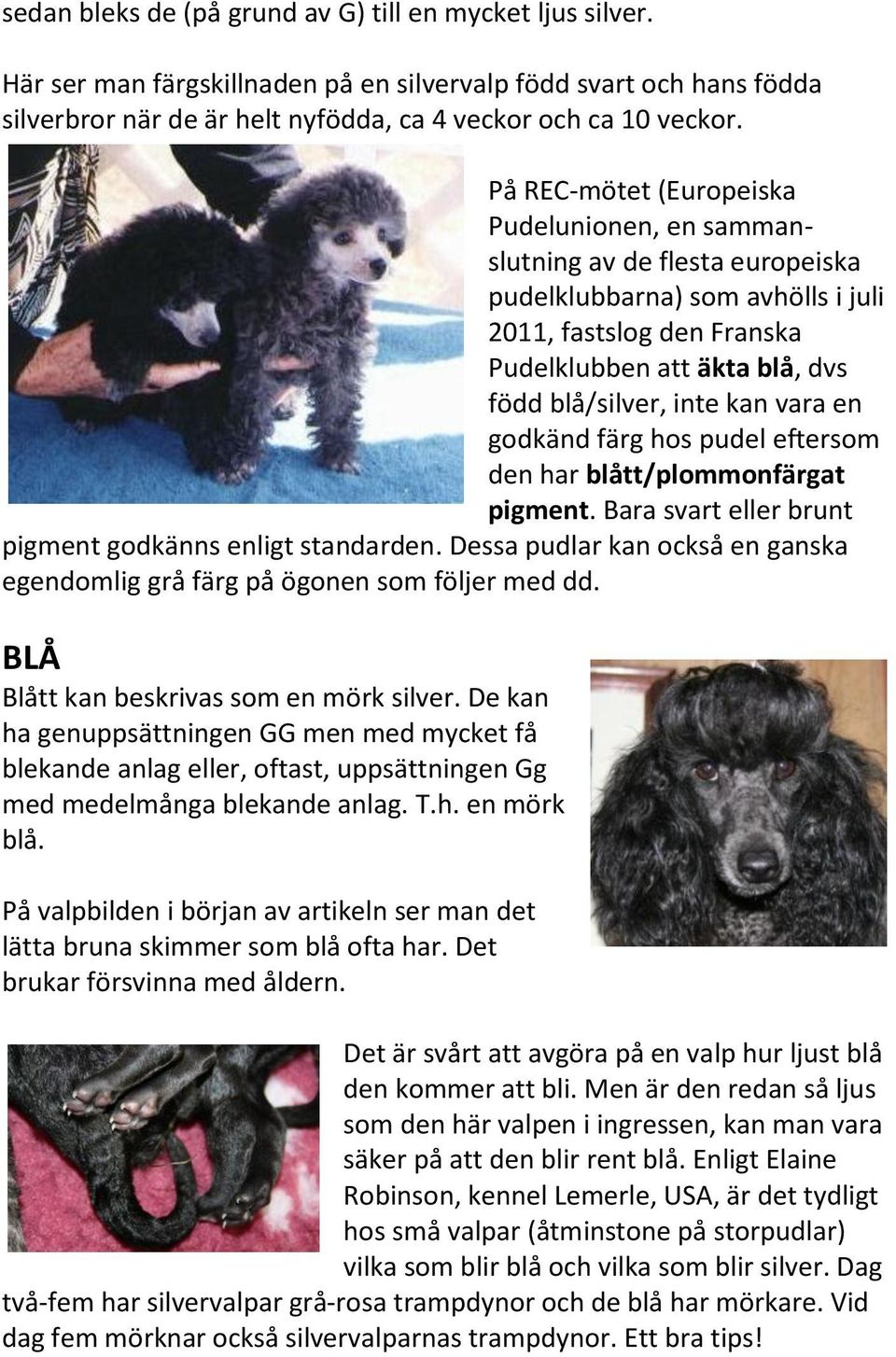 vara en godkänd färg hos pudel eftersom den har blått/plommonfärgat pigment. Bara svart eller brunt pigment godkänns enligt standarden.
