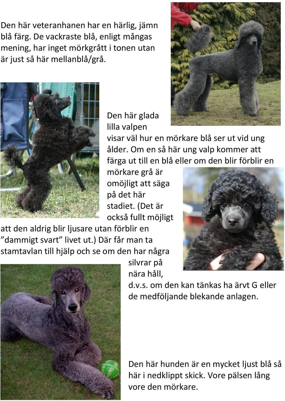 Om en så här ung valp kommer att färga ut till en blå eller om den blir förblir en mörkare grå är omöjligt att säga på det här stadiet.