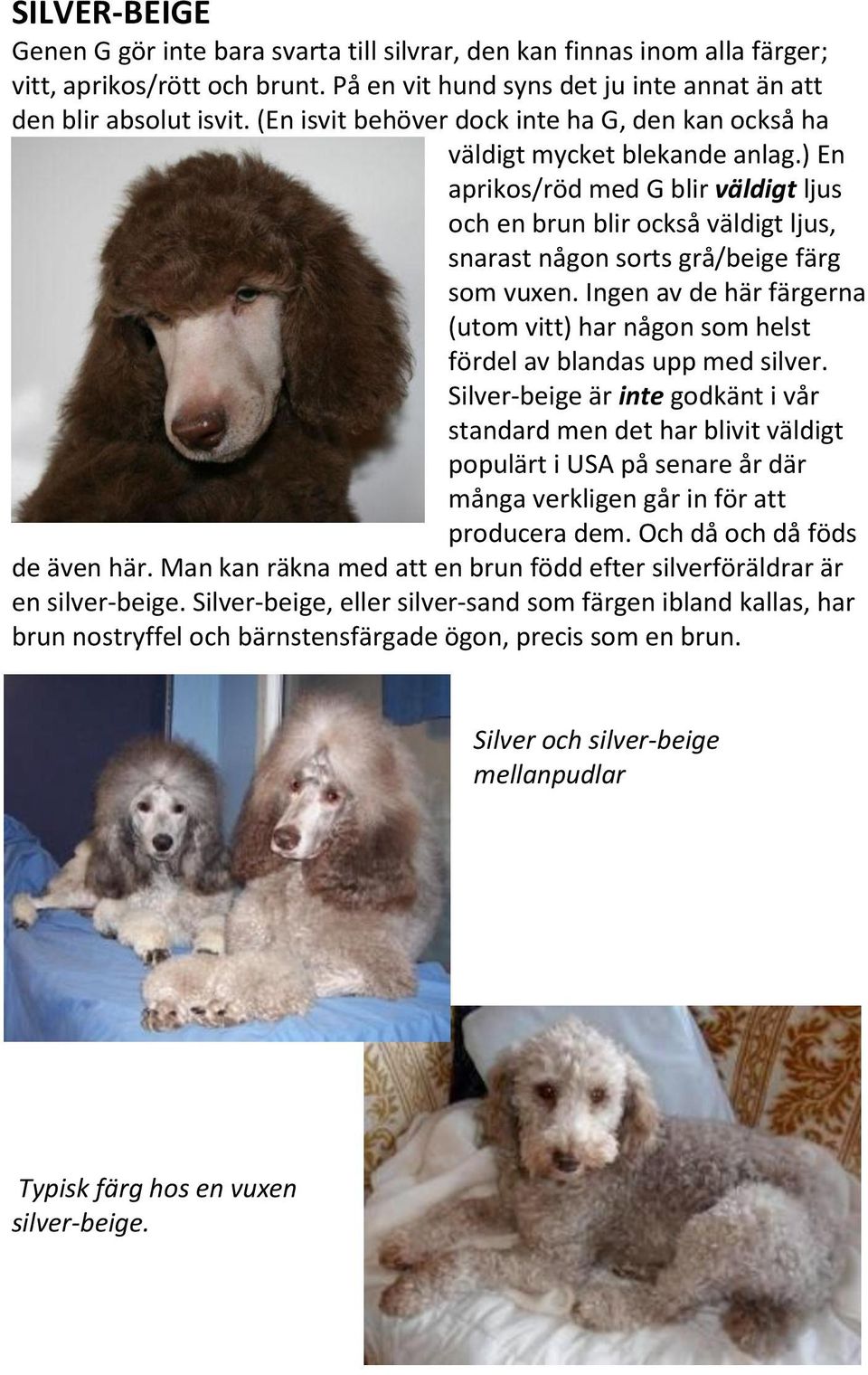 ) En aprikos/röd med G blir väldigt ljus och en brun blir också väldigt ljus, snarast någon sorts grå/beige färg som vuxen.