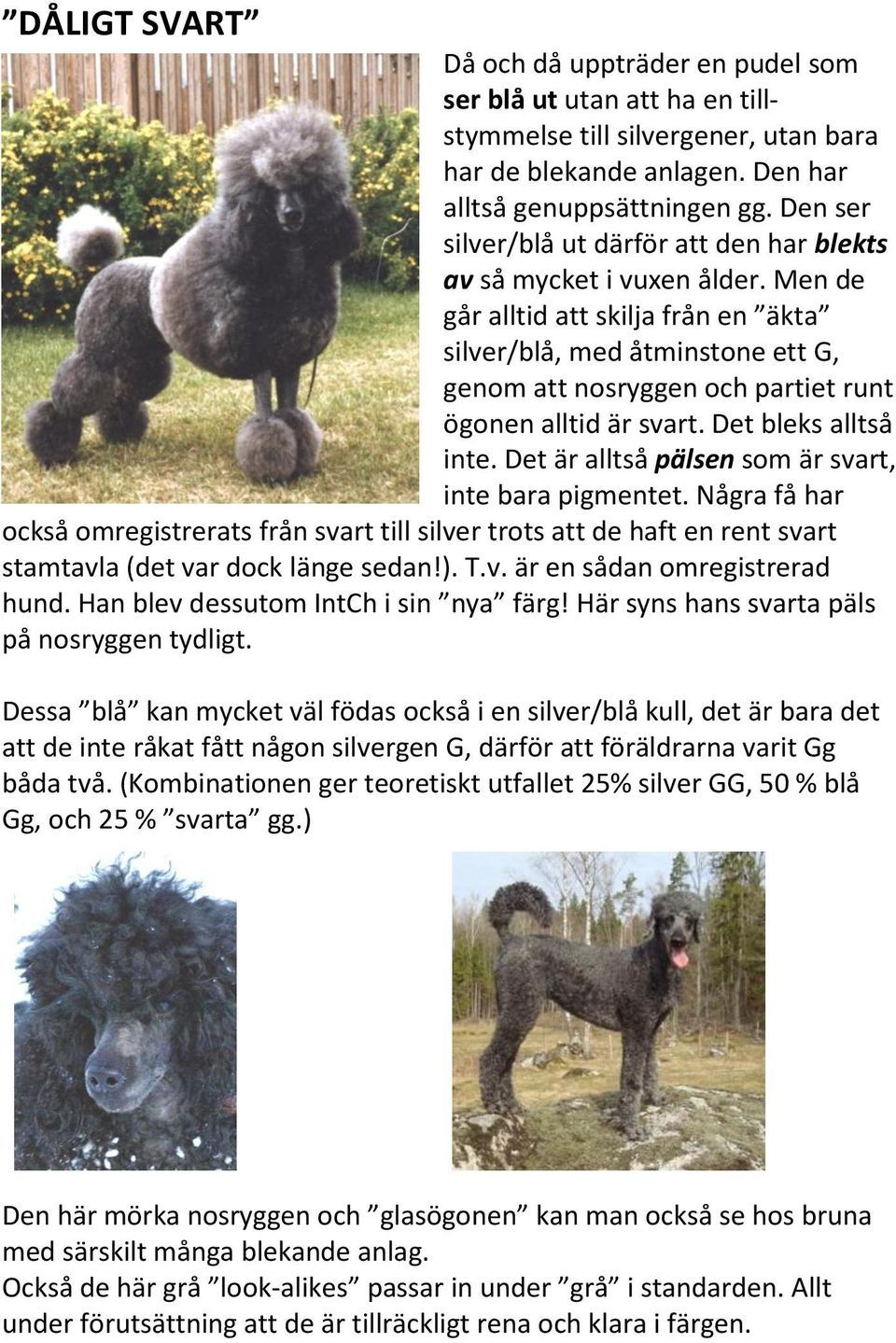 Men de går alltid att skilja från en äkta silver/blå, med åtminstone ett G, genom att nosryggen och partiet runt ögonen alltid är svart. Det bleks alltså inte.