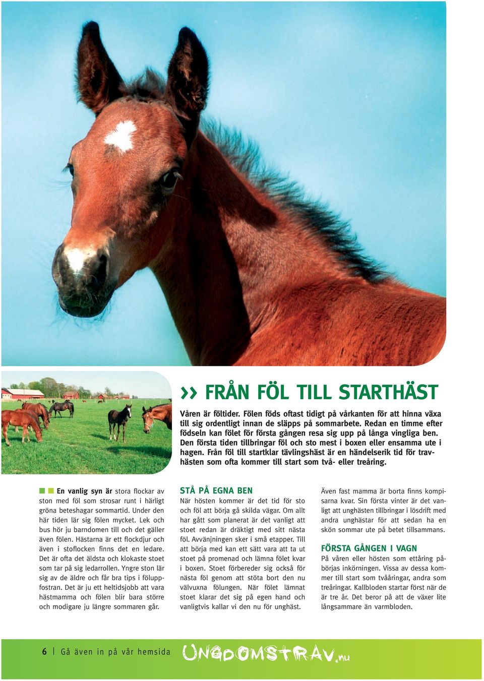 Från föl till startklar tävlingshäst är en händelserik tid för travhästen som ofta kommer till start som två- eller treåring.