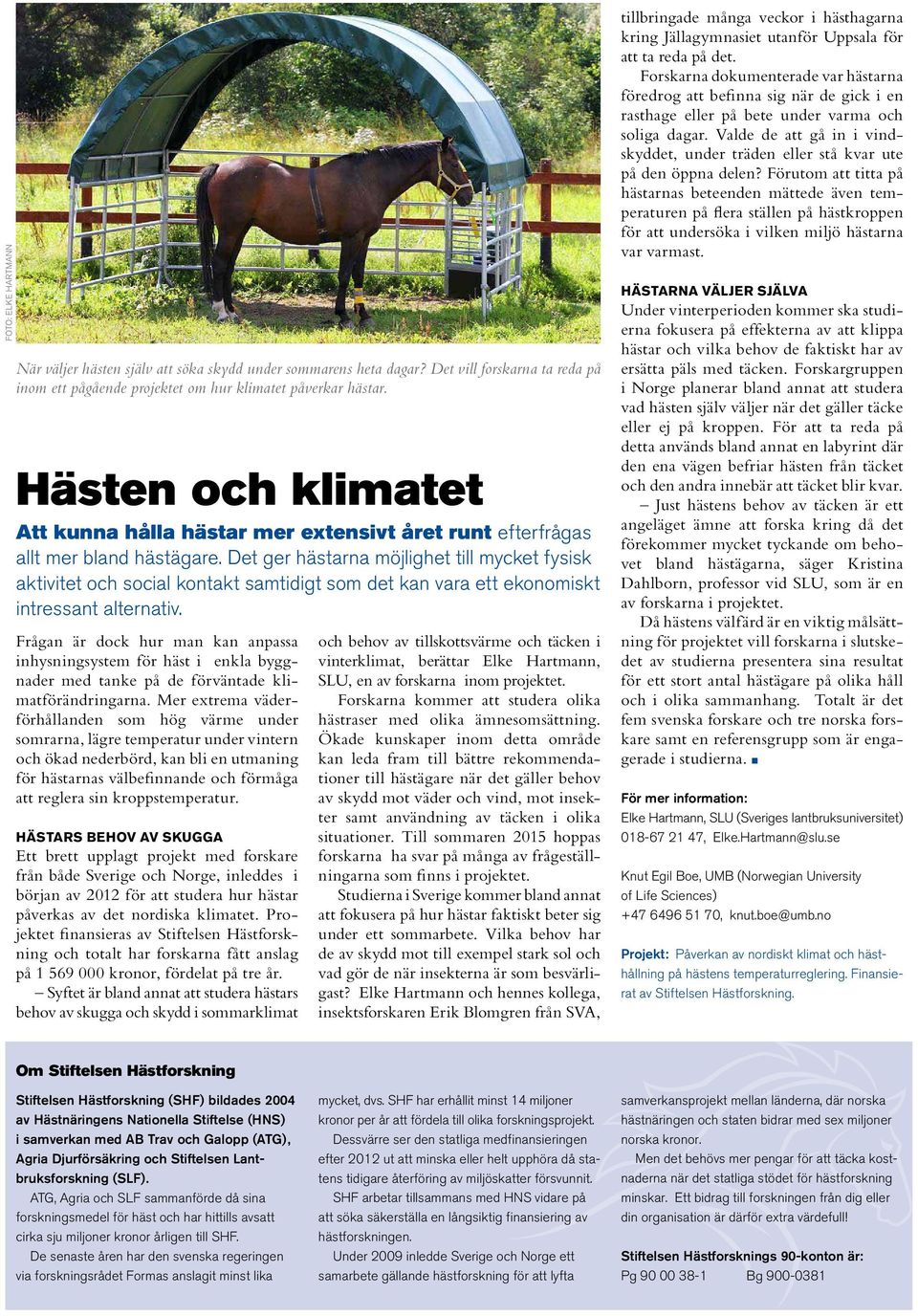 Det ger hästarna möjlighet till mycket fysisk aktivitet och social kontakt samtidigt som det kan vara ett ekonomiskt intressant alternativ.