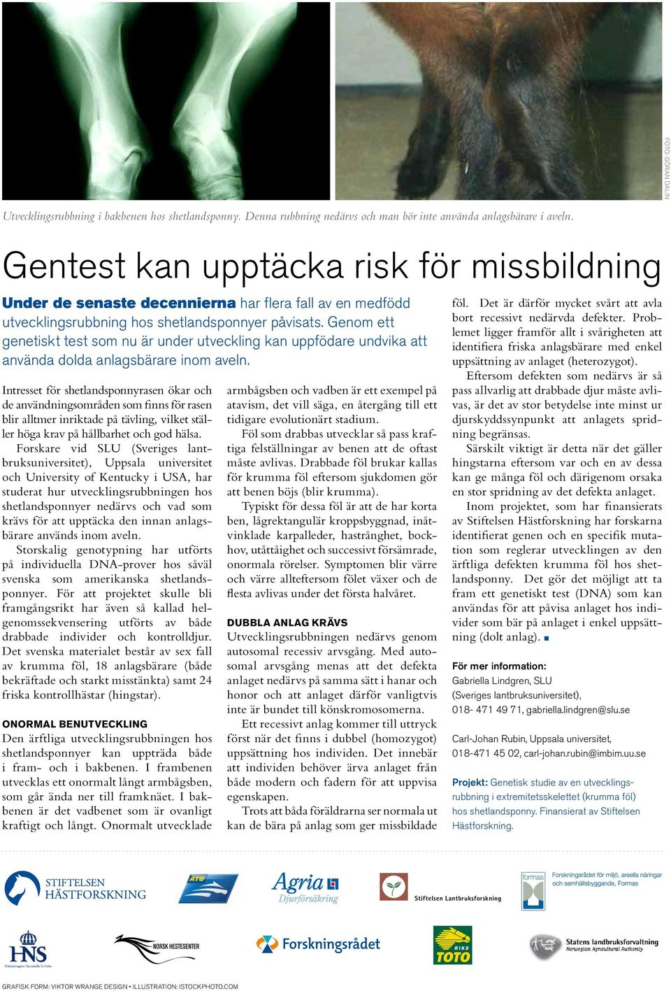 Genom ett genetiskt test som nu är under utveckling kan uppfödare undvika att använda dolda anlagsbärare inom aveln.