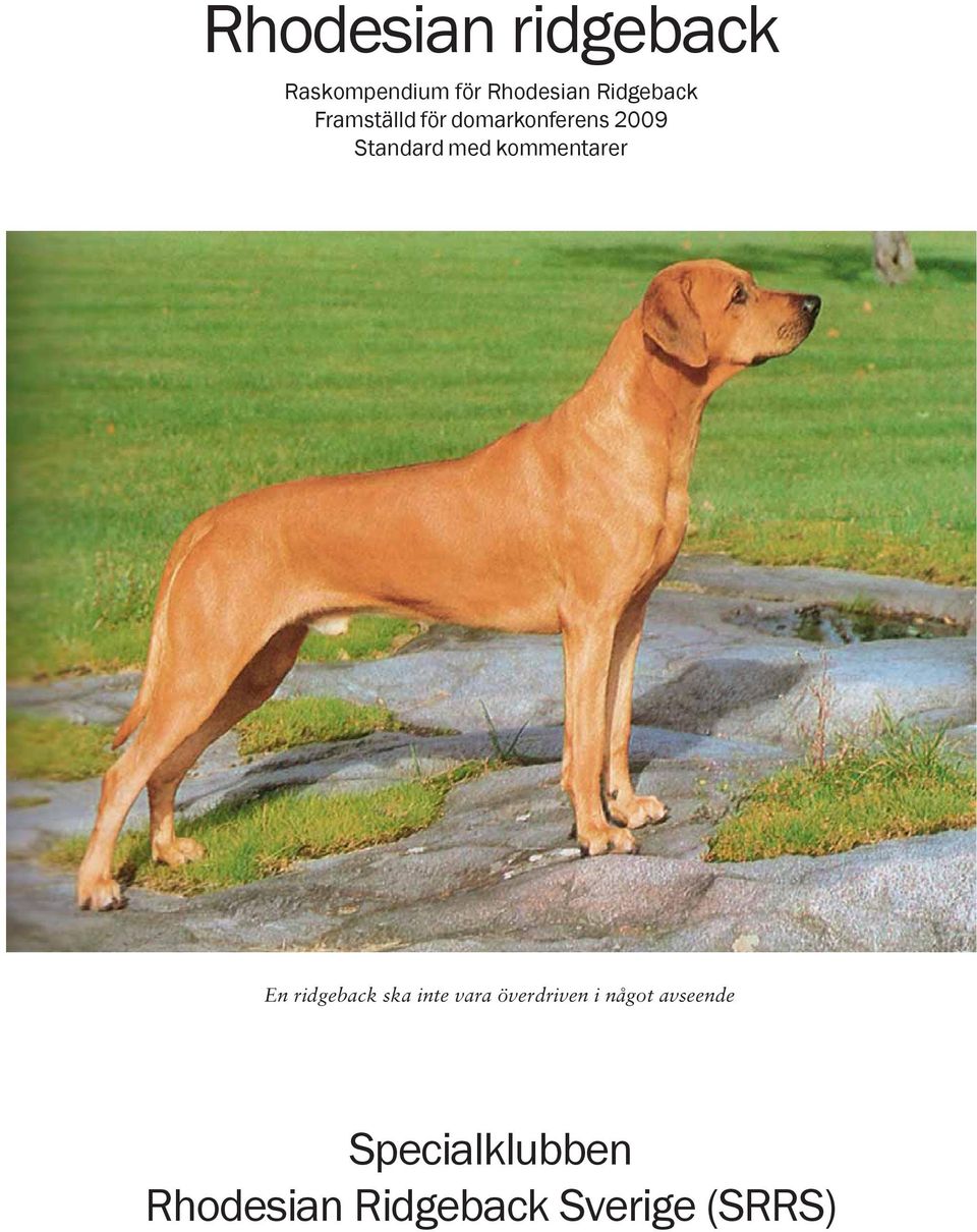 med kommentarer En ridgeback ska inte vara överdriven i