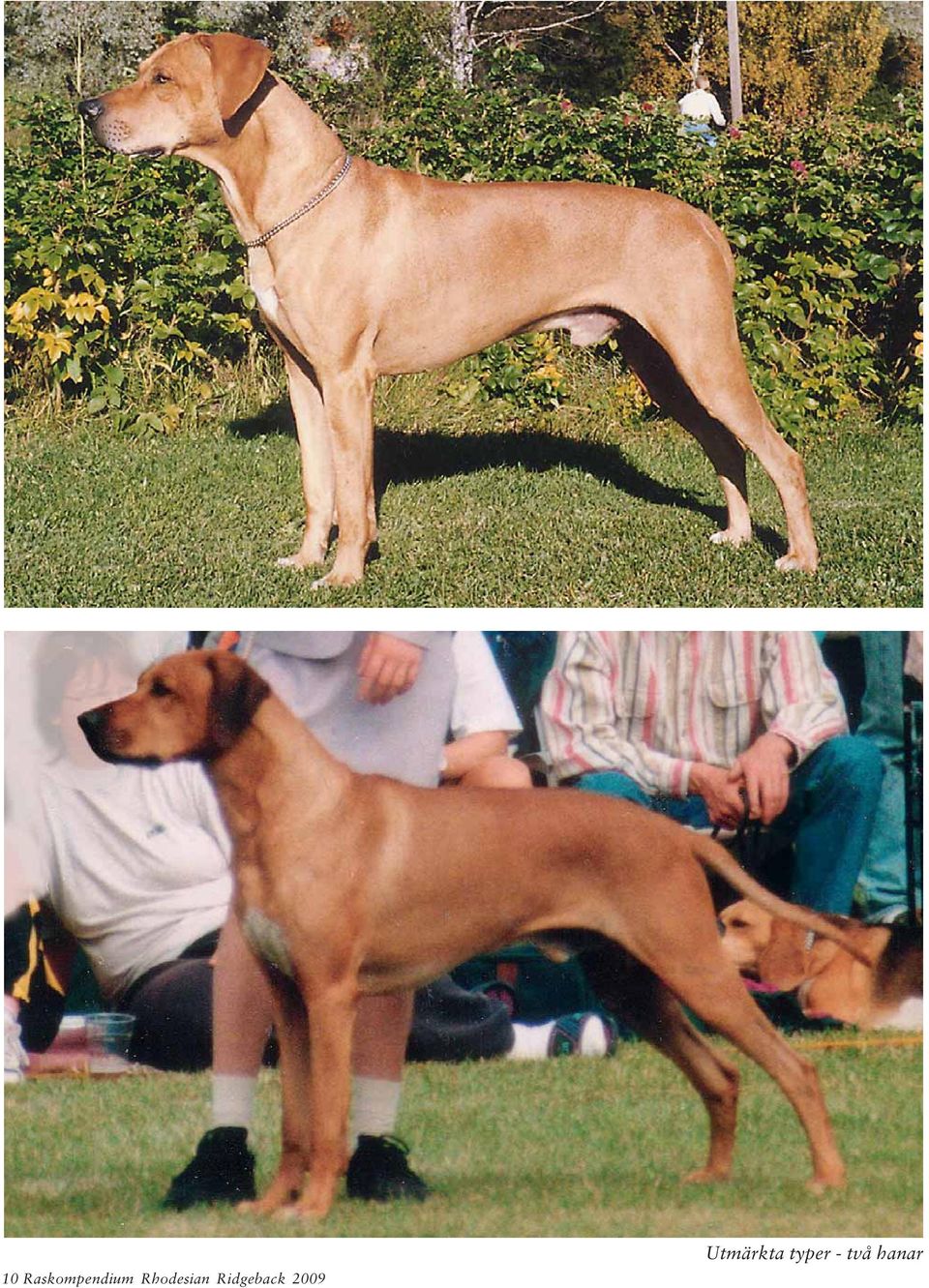 Ridgeback 2009