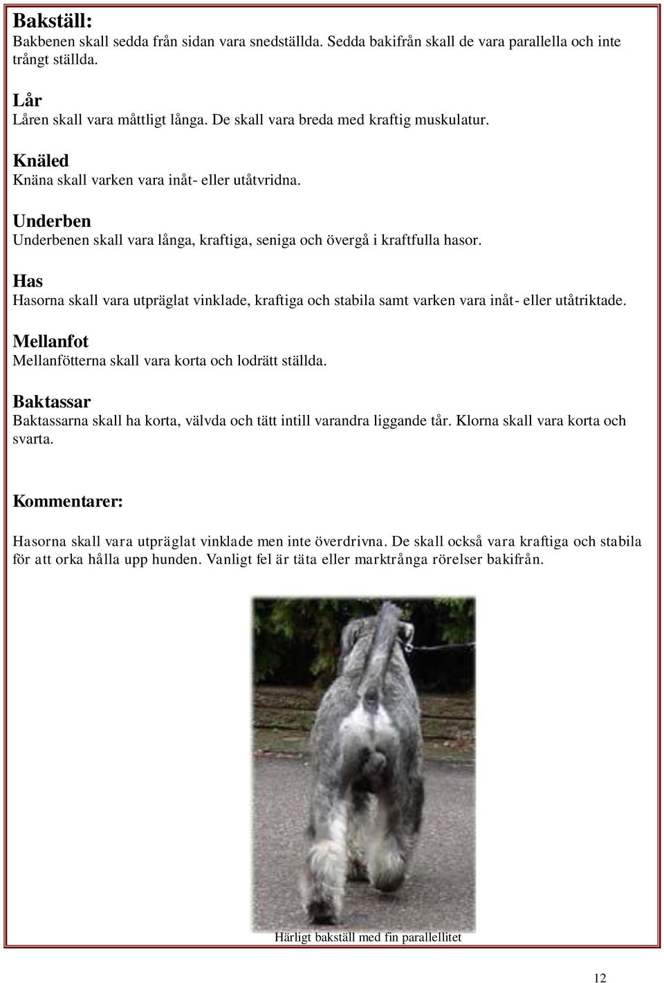 Has Hasorna skall vara utpräglat vinklade, kraftiga och stabila samt varken vara inåt- eller utåtriktade. Mellanfot Mellanfötterna skall vara korta och lodrätt ställda.