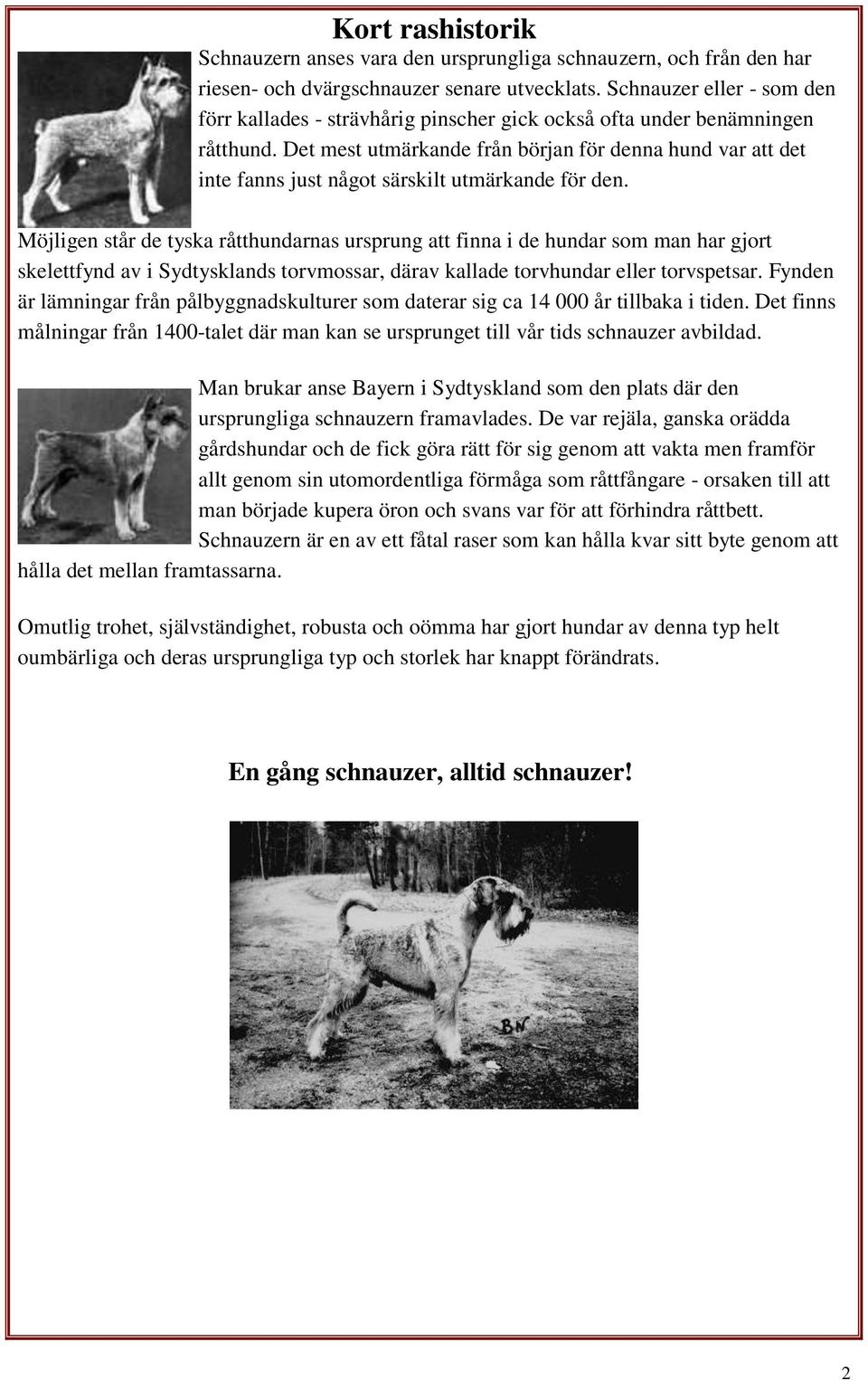 Det mest utmärkande från början för denna hund var att det inte fanns just något särskilt utmärkande för den.