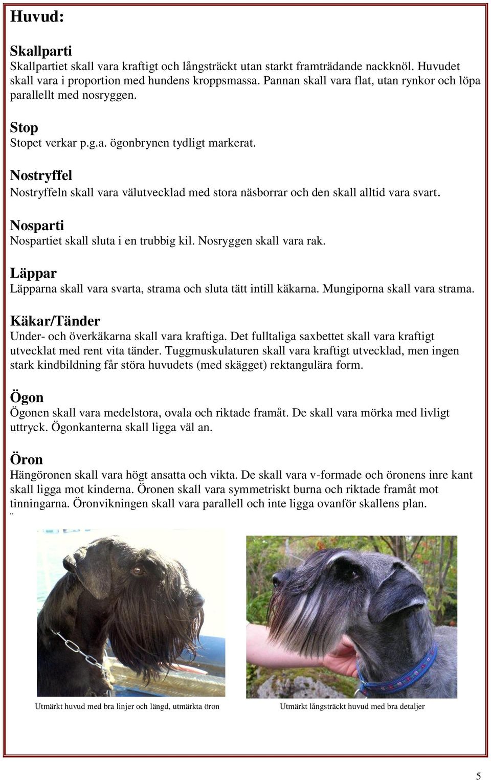 Nostryffel Nostryffeln skall vara välutvecklad med stora näsborrar och den skall alltid vara svart. Nosparti Nospartiet skall sluta i en trubbig kil. Nosryggen skall vara rak.