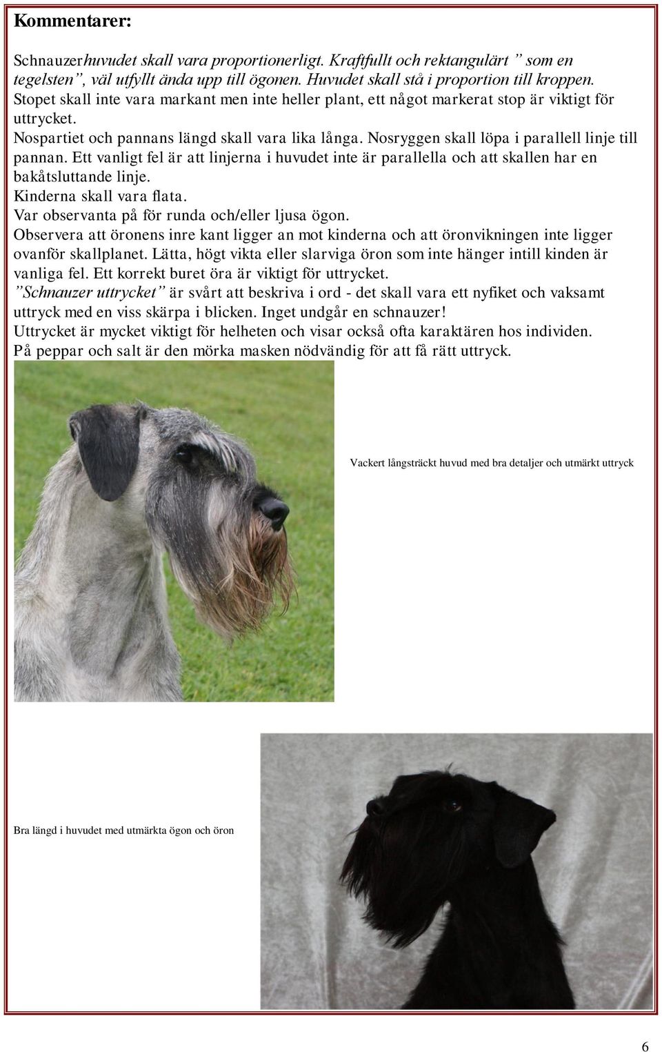 Nosryggen skall löpa i parallell linje till pannan. Ett vanligt fel är att linjerna i huvudet inte är parallella och att skallen har en bakåtsluttande linje. Kinderna skall vara flata.