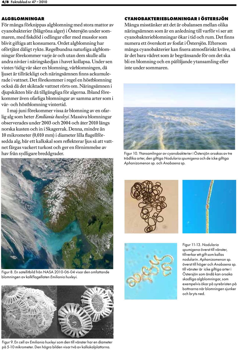 Regelbundna naturliga algblomningar förekommer varje år och utan dem skulle alla andra nivåer i näringskedjan i havet kollapsa.