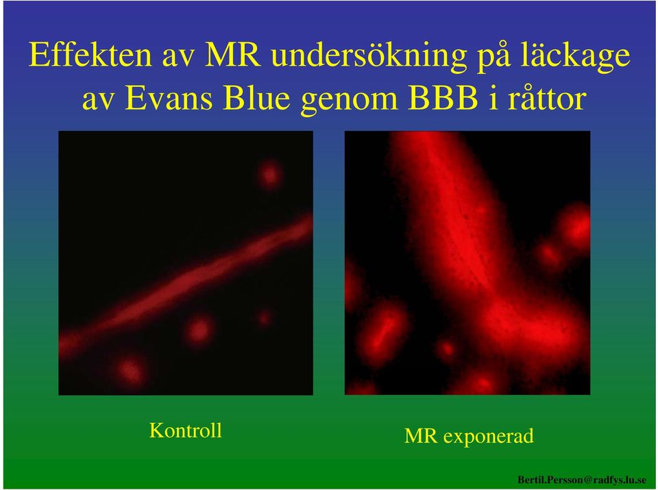BBB i råttor Kontroll MR
