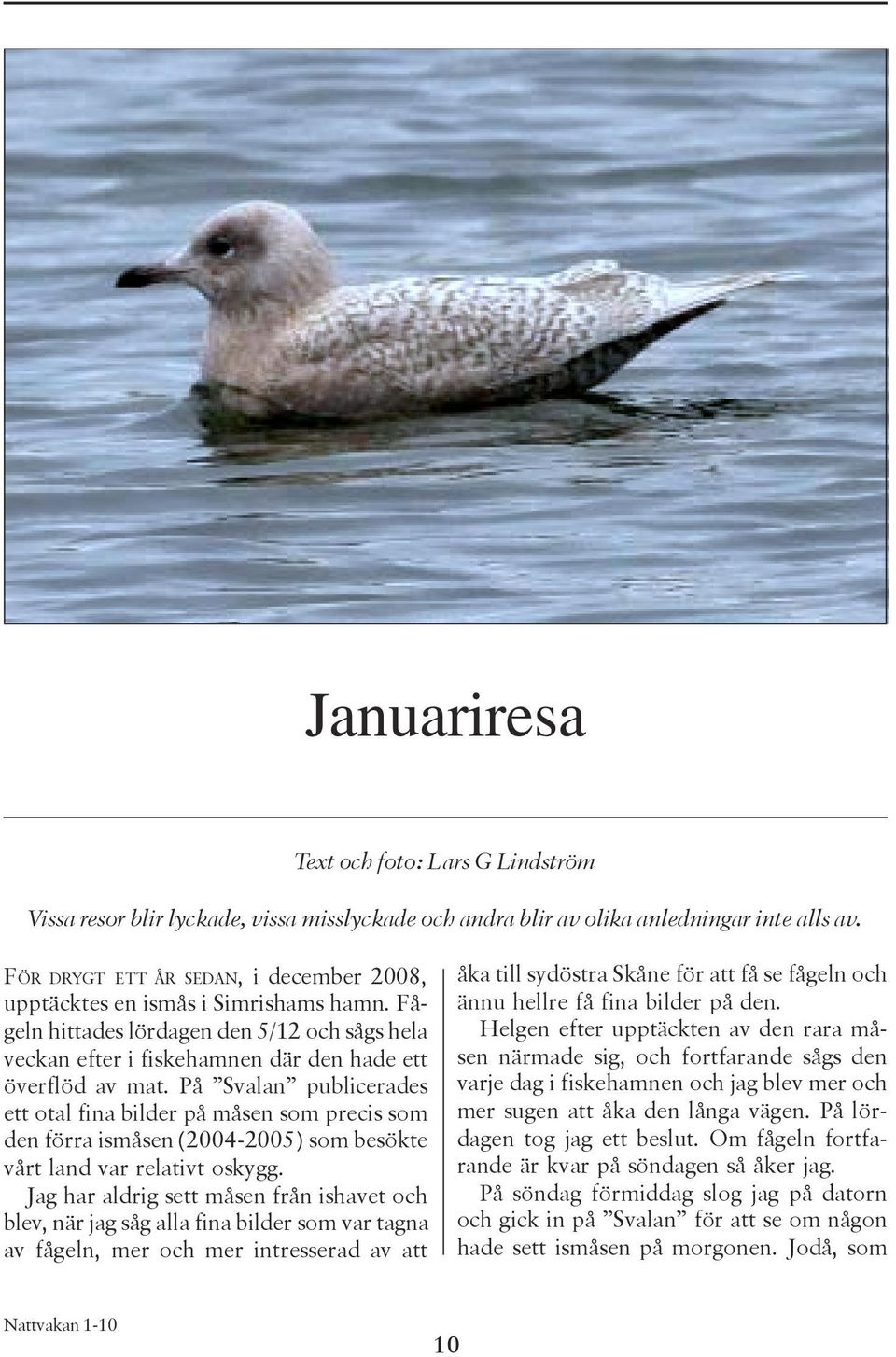 På Svalan publicerades ett otal fina bilder på måsen som precis som den förra ismåsen (2004-2005) som besökte vårt land var relativt oskygg.