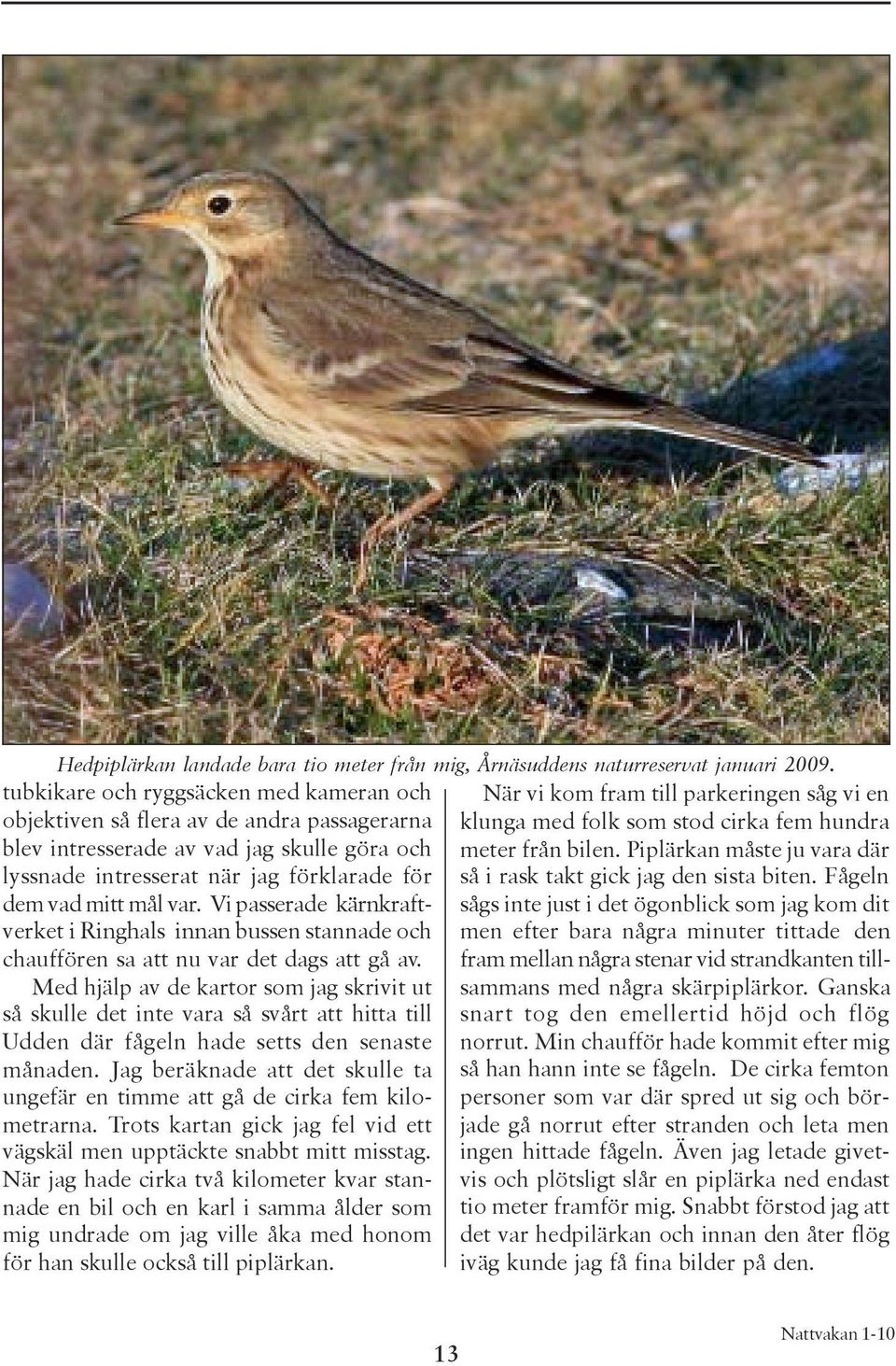 skulle göra och meter från bilen. Piplärkan måste ju vara där lyssnade intresserat när jag förklarade för så i rask takt gick jag den sista biten. Fågeln dem vad mitt mål var.