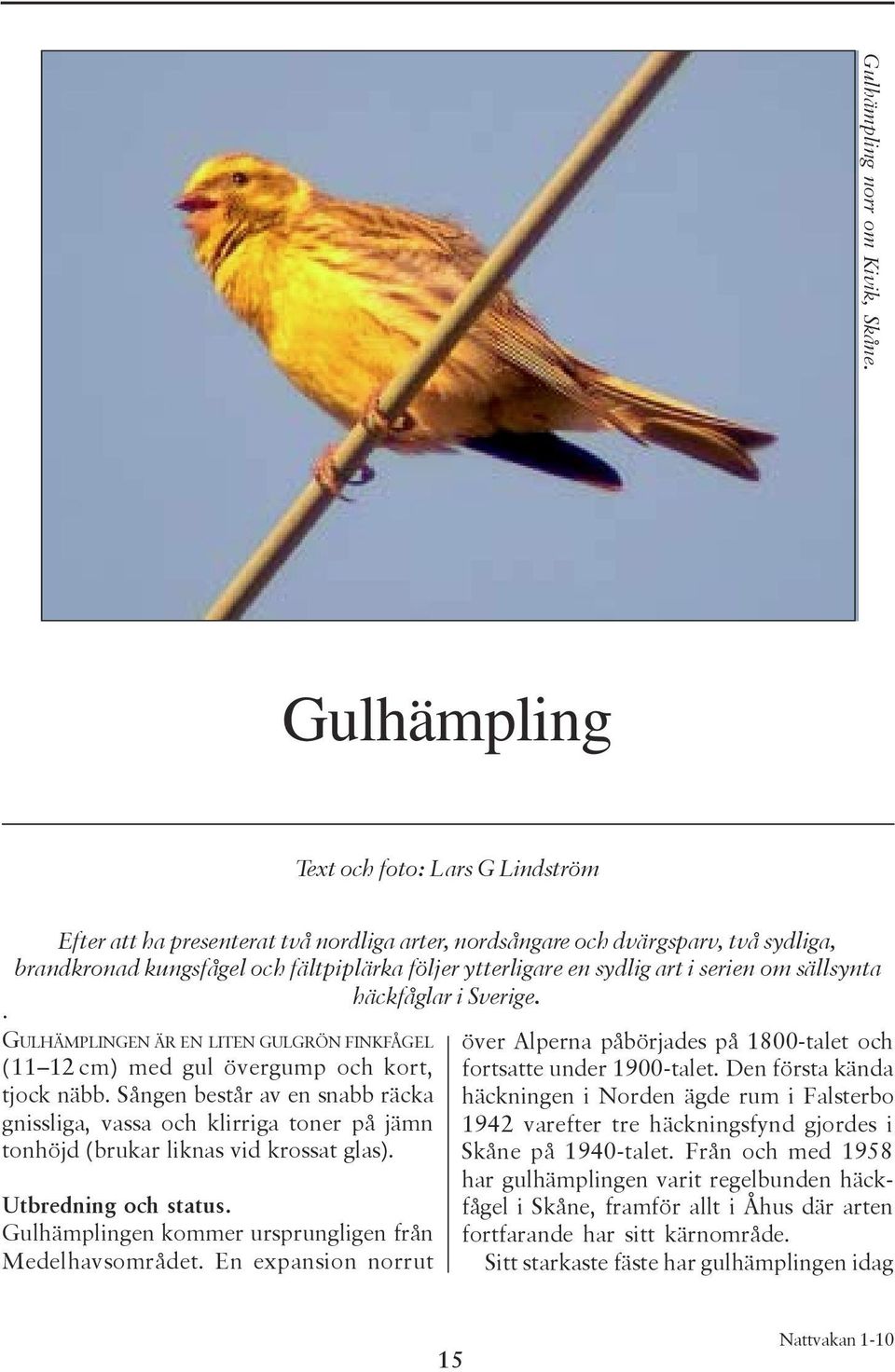 Sverige. GULHÄMPLINGEN ÄR EN LITEN GULGRÖN FINKFÅGEL (11 12 cm) med gul övergump och kort, tjock näbb.