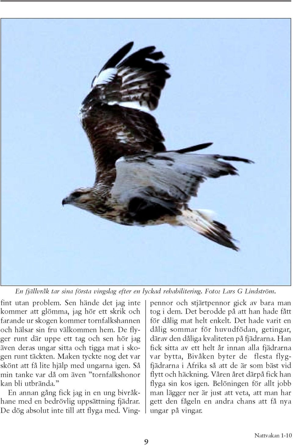 De flyger runt där uppe ett tag och sen hör jag även deras ungar sitta och tigga mat i skogen runt täckten. Maken tyckte nog det var skönt att få lite hjälp med ungarna igen.