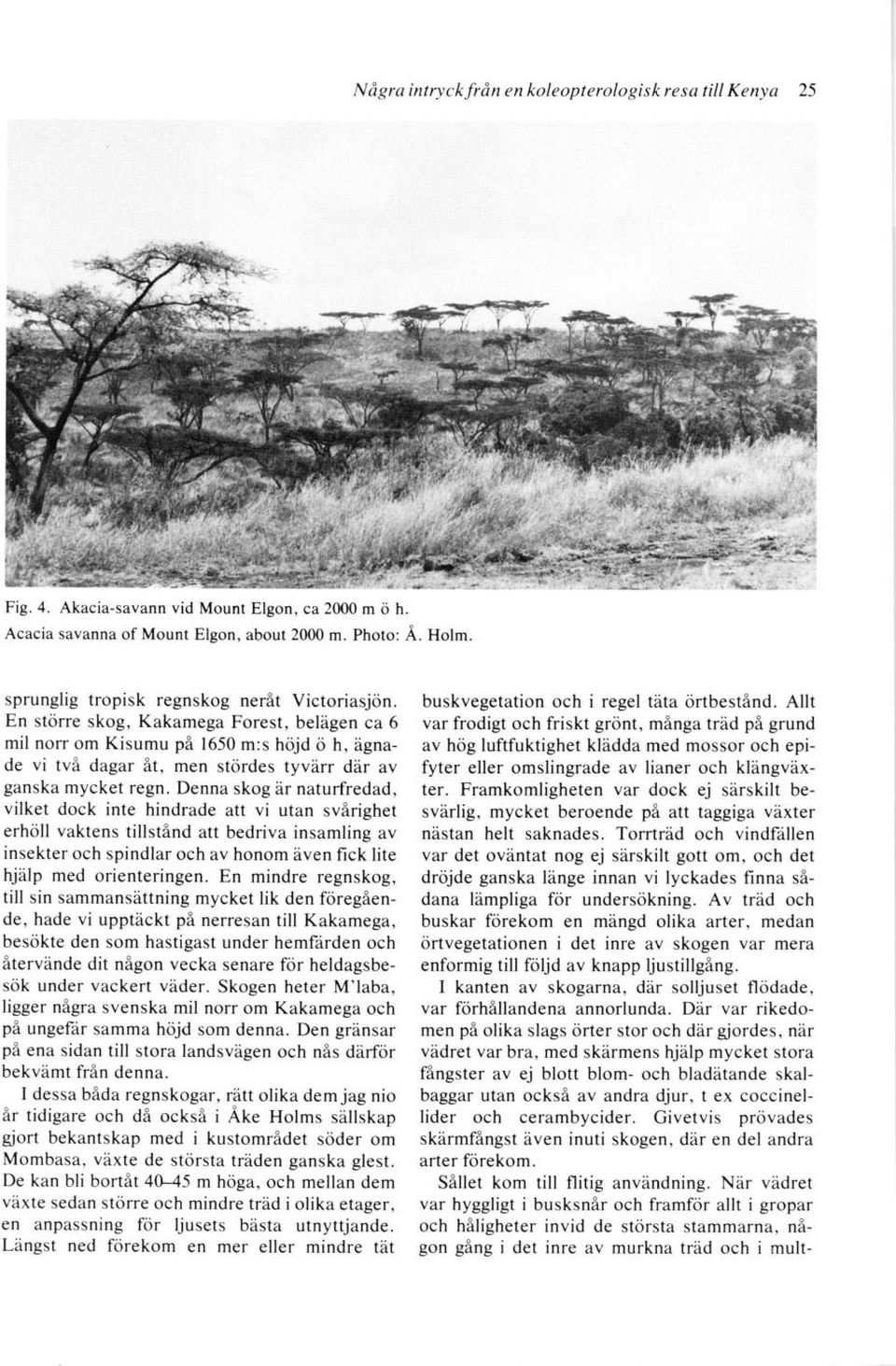 Akacia-savann vid Mount Elgon, ca 2000 m