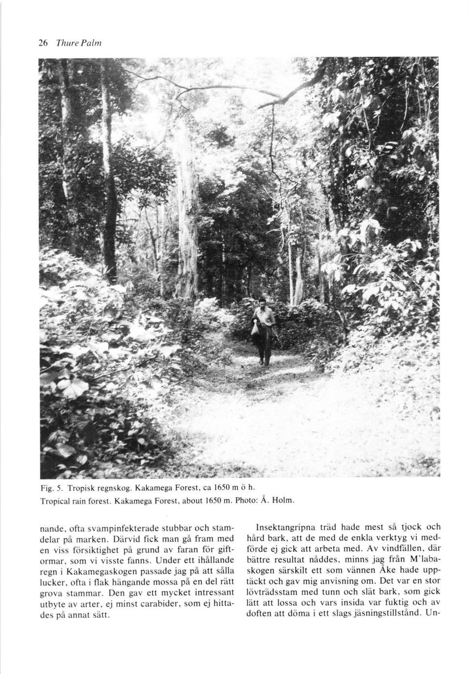 Kakamega Forest, ca 1650 m o h.
