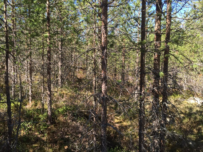 Skogsvårdslagen På brukningsenheter med upp till 00 hektar får arealen kalmark och skog yngre än 20 år vara högst 50 hektar.