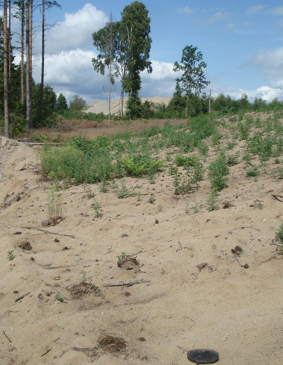 kransblommiga växter (dånarter, myntor, plister, timjan). Andra viktiga växter är sälg och andra videarter, samt ljung.