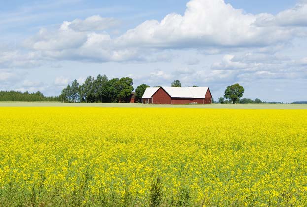 En produktion som samhället efterfrågar Vi kan öka odlingen i Sverige.