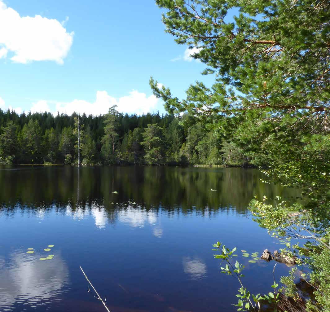 SKOG I FRÖSKOG Sammanhållet