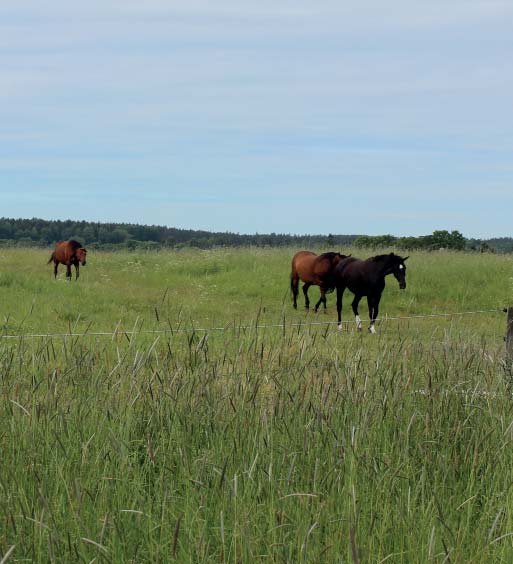 Det tredje naturreservatet, Vånsjöåsen, är en rullstensås som ligger intill Torstunavägen. Under våren har åsen den största mängden backsippor i Uppsala län.