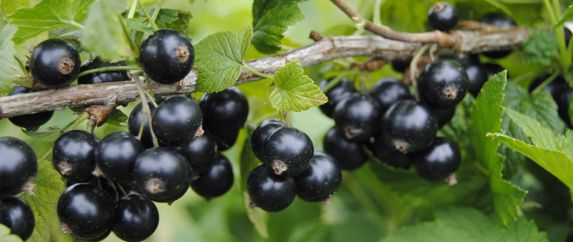 Svart vinbär Petter E Ribes nigrum Petter E ( BRi 9508-3A ) En mycket frisk svart vinbär med stora bär och utsökt smak från SLU Balsgård Foto: Kimmo Rumpunen Petter E är en selektion ur fröplantor