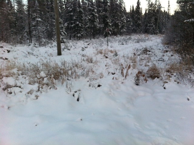 5 Undersökningsresultat 5.1 Längs med planerad väg I områdets nordvästra del utgörs befintlig vegetation av ett myrområde med snårskog och gräs.