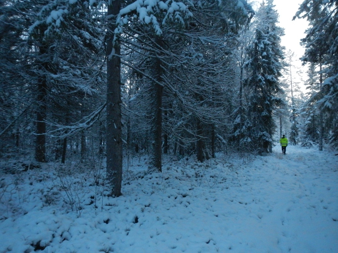 Figur 3 Vegetation av främst moränmark i slutet på området för planerad väg. Terrängen längs med planerad väg är relativt plan.
