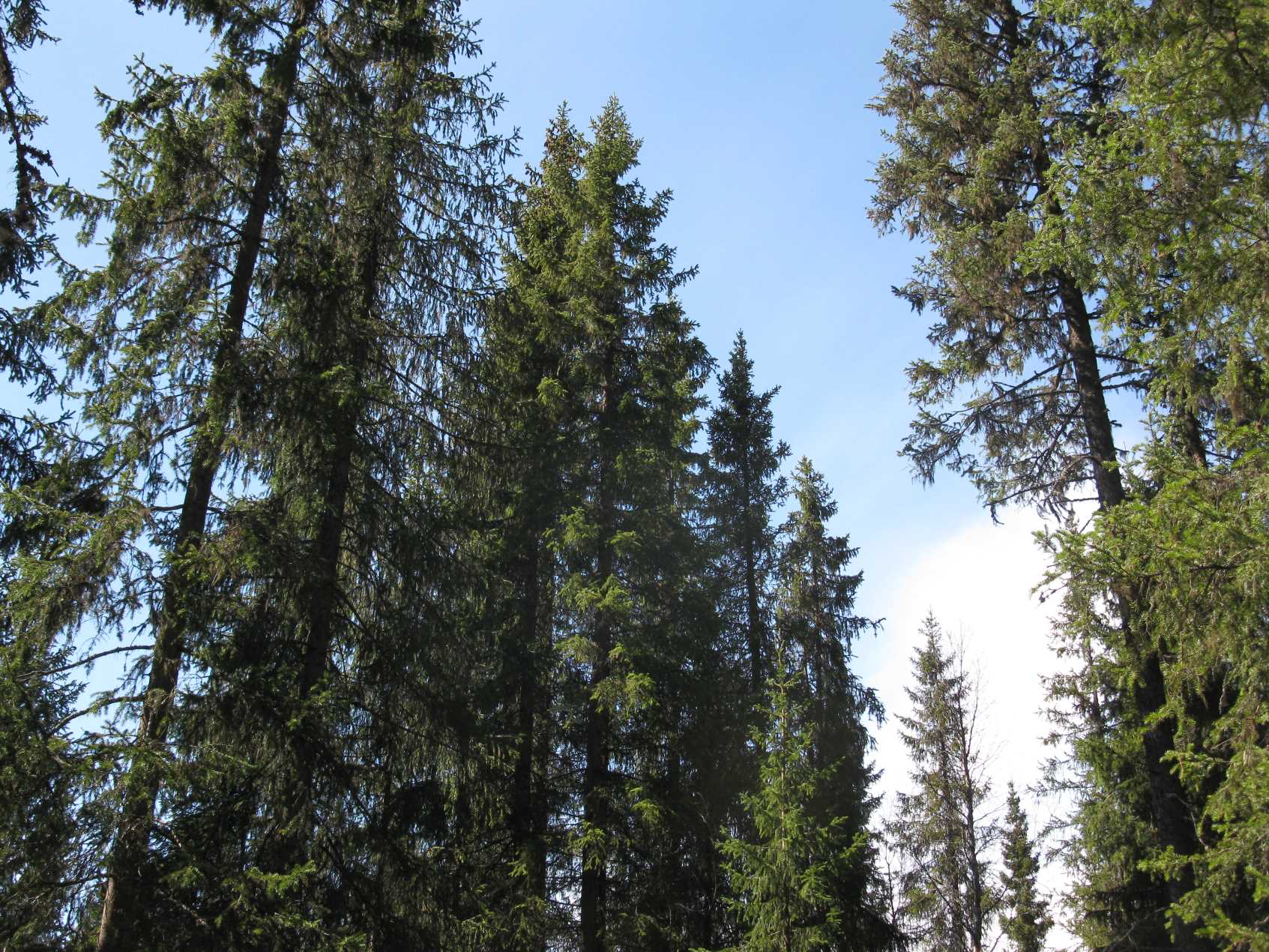 Luleå Prästholm 16:26