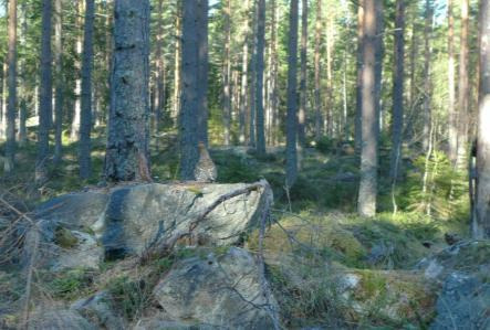 Fotomontage 1: Habitatbilder från den aktiva spelplatsen vid Samyrorna.