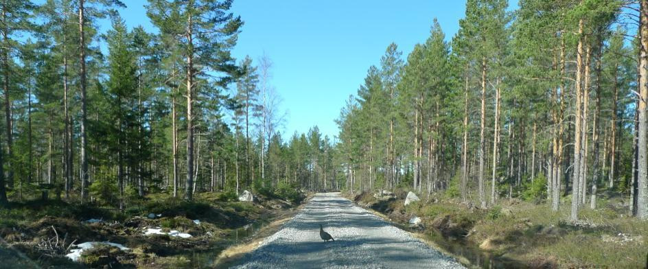 Fotomontage 3: Tjäderhöna på vägen vid den tidigare Tjäderspelsplatsen vid Långmyran.