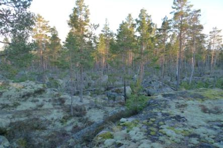 Fotomontage 4: Bilder från Uvbergsområdet Pelikan Området består av en liten tjärn med omgivande myrmark och ligger utanför ansökningsområdet.