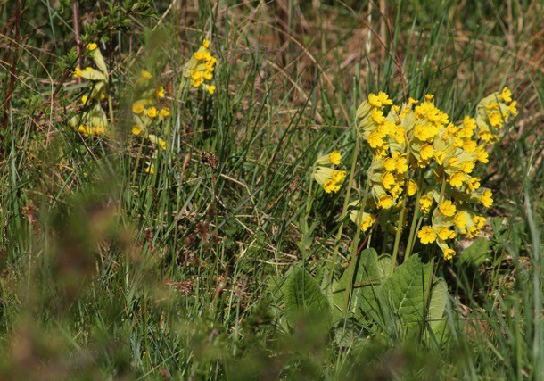Söndag 18 juni De vilda blommornas dag Blomstervandring på Hörningsnäsängen i Grödinge. Vi kommer att se många sommarblommor innanför den nya gärdsgården.