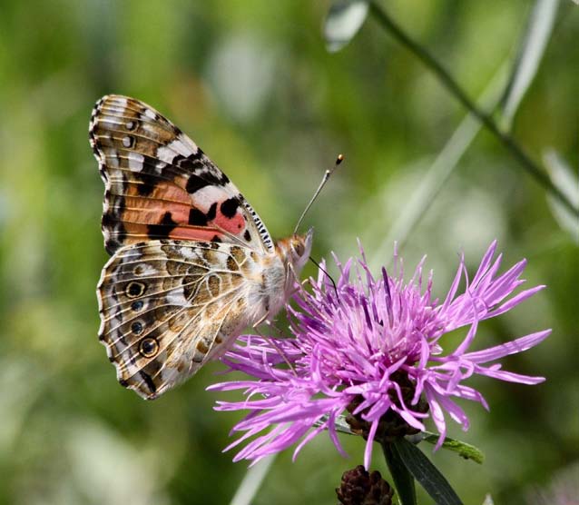 Tistelfjäril på rödklint. Foto: Hasse Andersson Lördag 26 augusti Fjärilar och andra småkryp Vår eminente entomolog Urban Wahlstedt guidar oss bland allehanda småkryp.