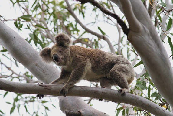 Koala. Foto: Hasse Andersson Onsdag 22 februari Australien en naturresa i mångfalden bland fåglar, pungdjur, ödlor m.m. Ikväll får vi följa med på Birgits och Hasses resa i höstas till Queensland.