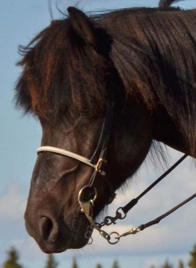 munhålan påverkar hästarnas välfärd negativt. Anpassning av utrustning och ökad kunskap om hur olika bett verkar i munhålan är viktigt för att vi skall kunna förbättra munhälsan hos hästarna.