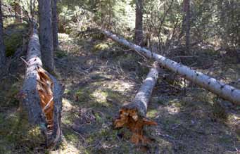 Kritiska beroenden Beroenden som är avgörande för att samhällsviktiga verksamheter ska kunna fungera.