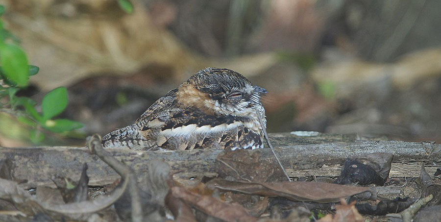 80. Ruddy Ground-Dove Columbina talpacoti rufipennis Sedd 9 dagar, vanlig på båda öarna. 81. White-tipped Dove Leptotila verreauxi tobagensis Sedd och hörd 5 dagar på Tobago. 82.
