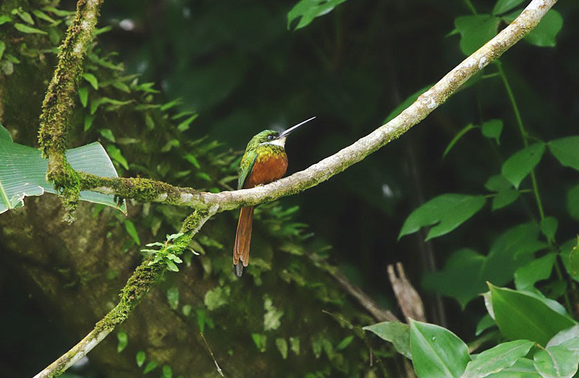 Collared Trogon, Tobago. Foto: Duglas Bratt 127. Rufous-tailed Jacamar Galbula ruficauda ruficauda Sedd 4 dagar på Tobago med högsta dagsnotering på 8 ex 21/2. Rufous-tailed Jacamar. Tobago. 130.