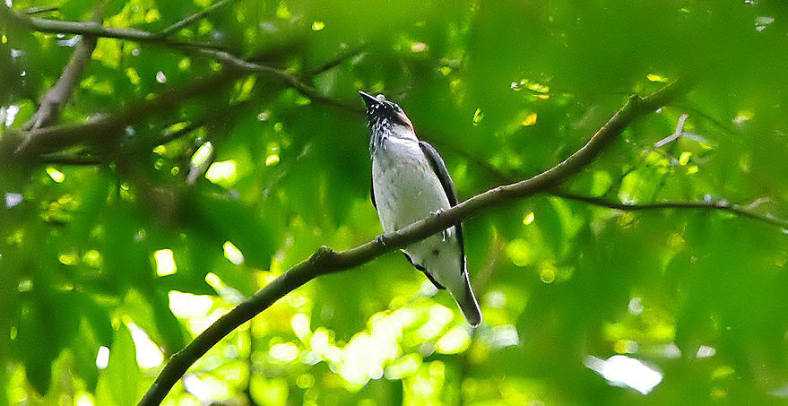 155. Euler's Flycatcher Lathrotriccus euleri lawrencei 1 ex Asa Wright 25/2. 156. Olive-sided Flycatcher Contopus cooperi 1 ex Blanchisseuse road 24/2. 157.