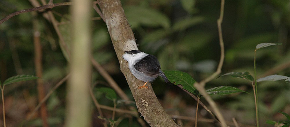 White-bearded Manakin. På eftermiddagen gjorde vi en kort tur med bussen ännu högre upp i bergen.