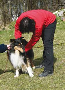 Exteriörbeskrivning - vad är det och varför? Många hundägare tror att om man åker på en utställning och får very good eller excellent så är hunden automatiskt även exteriörbeskriven.