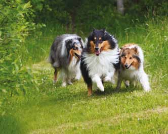 Fem år med C-körkort Vad då Collieägarutbildning! Ska man behöva gå en kurs för att ha en Collie, är det en så speciell hund? Får inte vem som helst skaffa en Collie?