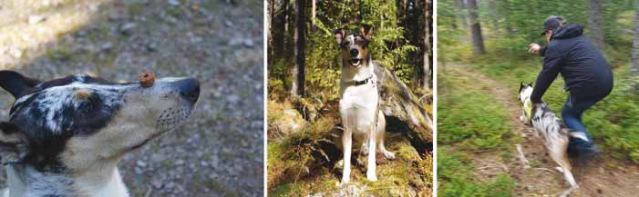 Livet med en 10 månader gammal, smart, aktiv och ofta uttråkad collie Kirkes Maverick Cody är som ett treårigt barn, han behöver stimulans och interaktion. Han lär sig snabbt och tycker om utmaningar.