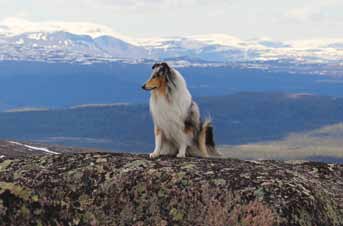 Friluftsliv med hund De flesta hundägare är mer eller mindre friluftsintresserade. Långa skogspromenader är en favorit för hundägare i alla åldrar och med alla möjliga olika raser.