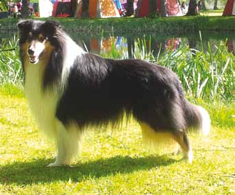 LPI RLDN RLDF RLDA RLDM MIRONIK'S KAJENN S47059/2003 Född:2003-07-15 Blue Merle Hane LH e: Seamist Spitfire u: Mironik's I'm Bloo Juveliir Ägare: Marie Eriksson 2015-04-03 Tranås Rallylydnad