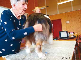 Ulla kan sin historia Andra helgen i september genomförde Södra La första delen i CollieÄgarUtbildningen med Ulla Bergh-Persson som föreläsare.